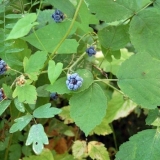 Kako se riješiti grmlja divlje kupine u vrtu